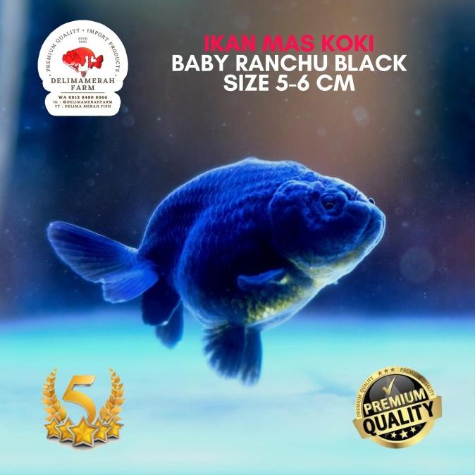 IKAN MAS KOKI BABY RANCHU BLACK HIGH QUALITY SUPER PILIHAN