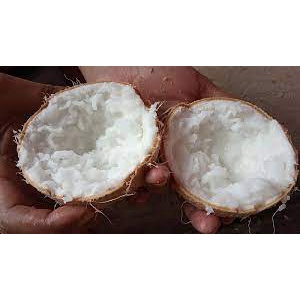 

kelapa kopyor nusantara murah, segar, gurih dan exsotis