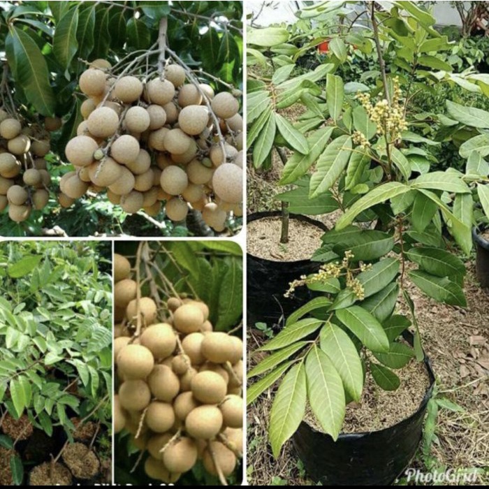 POHON BUAH KELENGKENG// TINGGI 2 METER SIAP BERBUAH