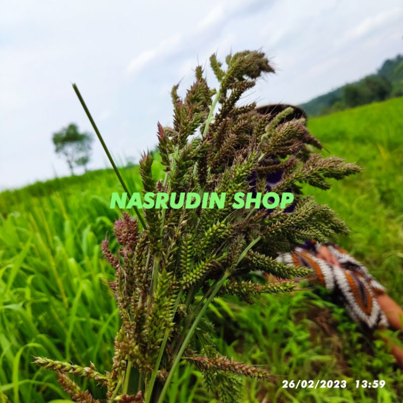 

[Fresh] BUAH ATAU BUNGA RUMPUT LUMBUNG 10 TANGKAI / ECHINOCHLOA CRUS-GALLI / RUMPUT JAJAGOAN