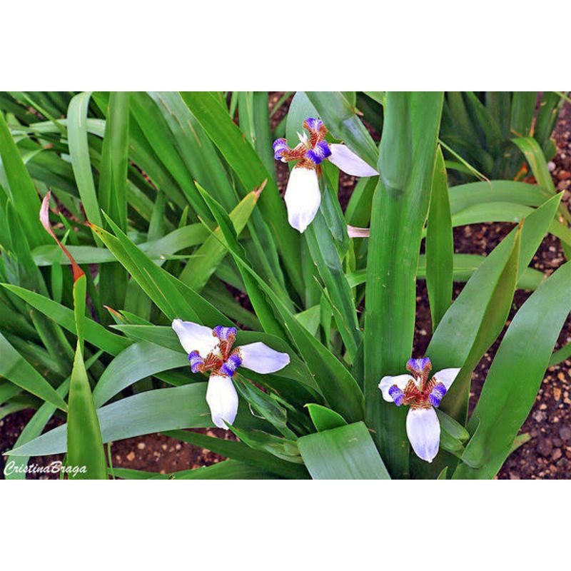 DIARY PETANI - Tanaman Hias Bunga Iris Northiana Iris Biru Neomarica Candida