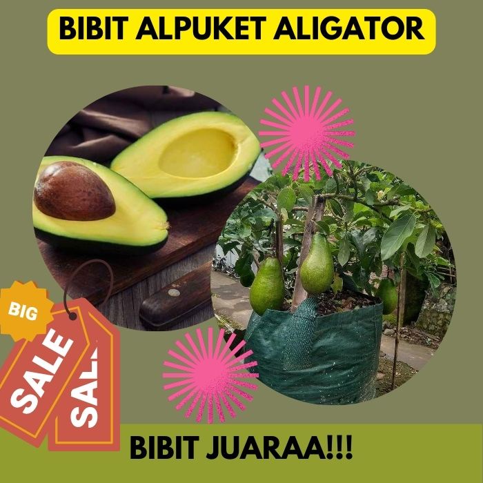 Bibit Alpukat Aligator, Bibit Alpukat Aligator Hasil Okulasi Cepat Berbuah
