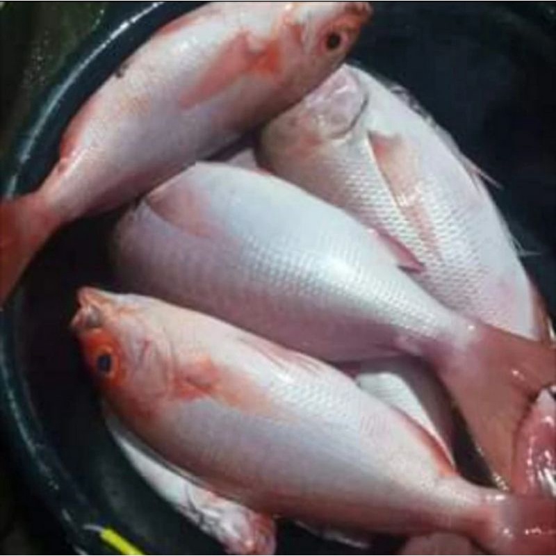 

Ikan Kakap Merah Fresh segar