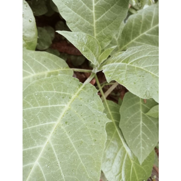 

Jual daun kecubung segar 500 gram