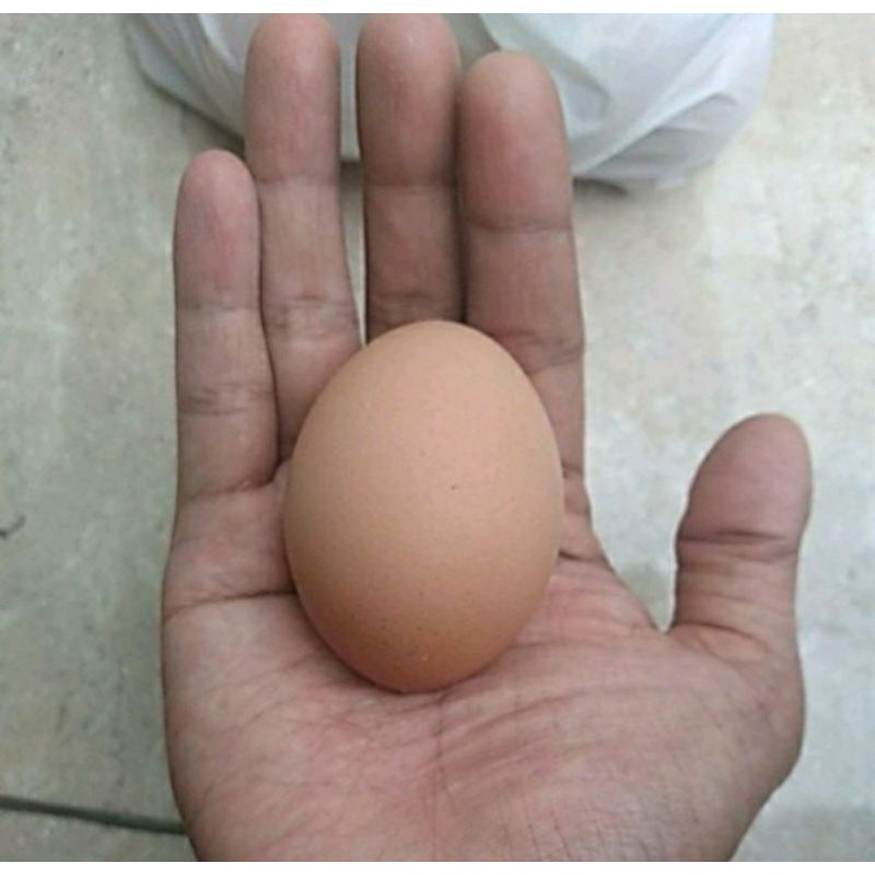 

Telur Ayam Negeri