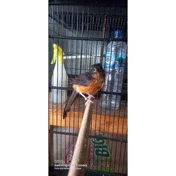 MURAI TROTOLAN JANTAN FIGHTER TRAH PRESTASI