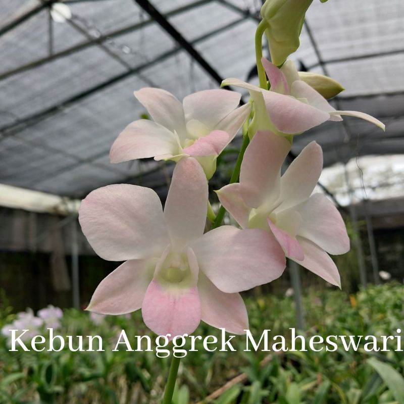 anggrek dendrobium dewasa-visa peach