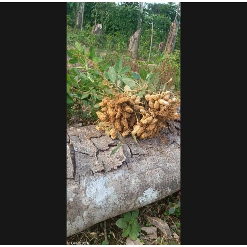 

1 KG KACANG TANAH MENTAH TULUNGAGUNG FRESH