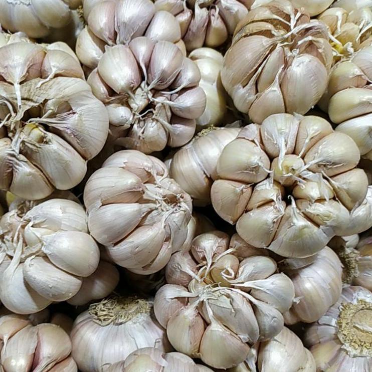 

Cuma disini bawang putih banci/ Honan