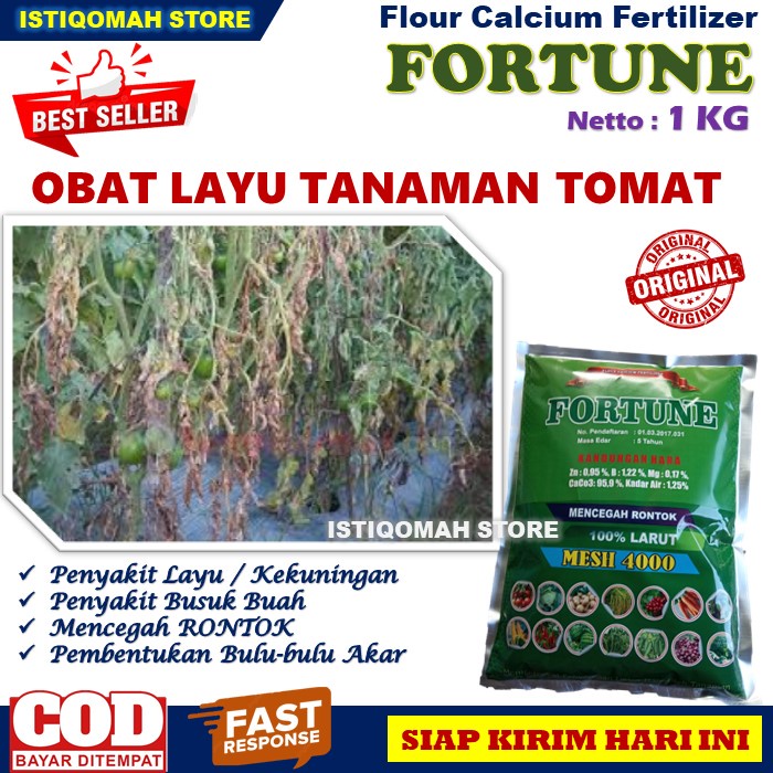 Pupuk Kalsium untuk Layu Fusarium Tanaman Tomat Paling Ampuh FORTUNE 1KG Obat Layu Daun Tanaman Tomat - Pupuk Anti Rontok Bunga dan Buah Tomat - Pupuk Busuk Buah Tomat yang Bagus Buah Tomat Lebat dan Besar