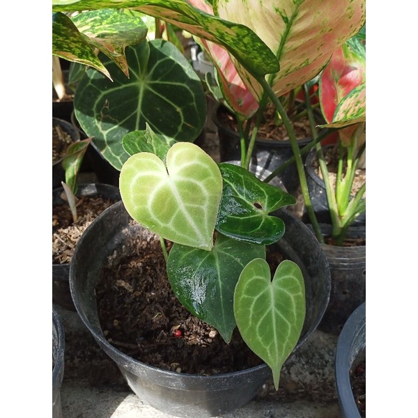 Athurium Tarantula | Kuping Gajah Karet | Anthurium anakan murah