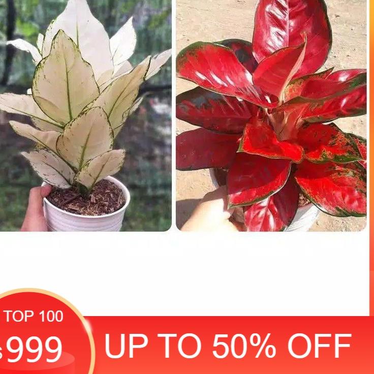 ➥ promo Paket 2 tunas Bonggol Aglonema Suksom jaipong&White ❅