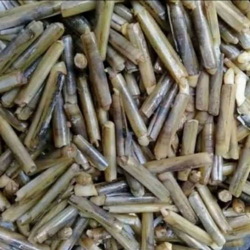 

KERANG BAMBU