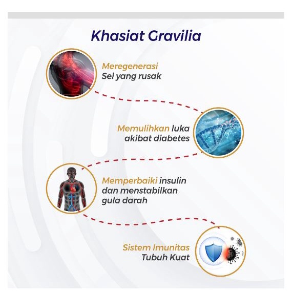 Gravilia Terapi Diabetes Luka Dan Memperbaiki sel Tubuh