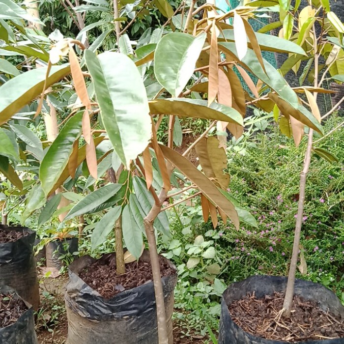 BIBIT POHON BUAH DURIAN LAY - LAI TINGGI 1 METER OKULASI