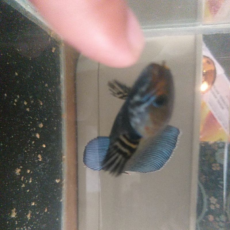 chana andrao premium