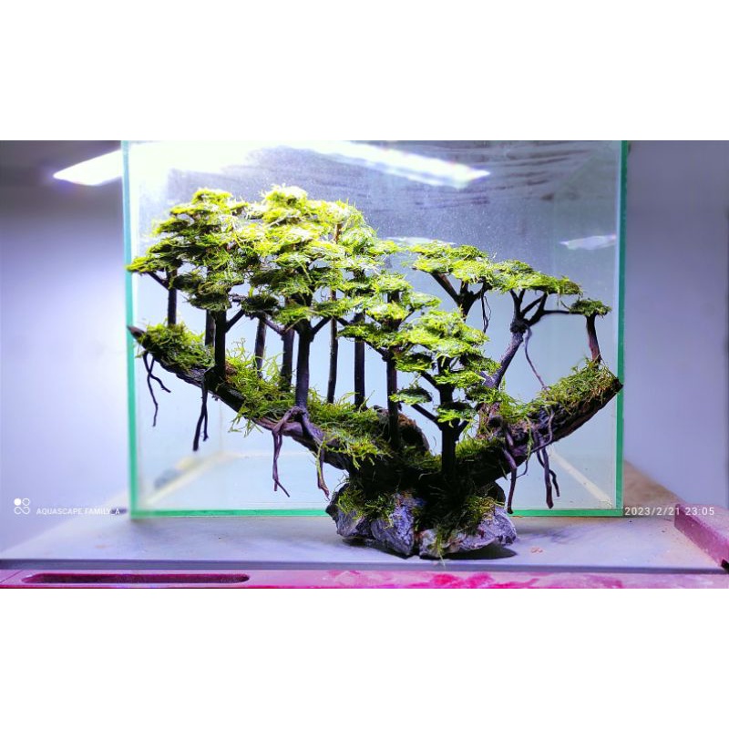 bonsai aquascape  beringin mini jungle siapp pakai cocok buat tank 50 cm