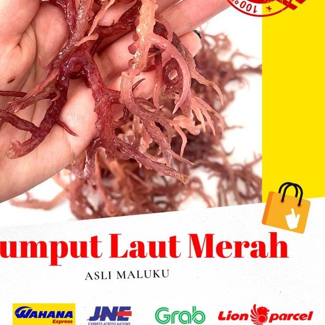 

☏ 1 KG RUMPUT LAUT MERAH KERING ( Eucheuma cotoni) sea birdnest kualitas premium no 1 dijamin 100% asli ♡