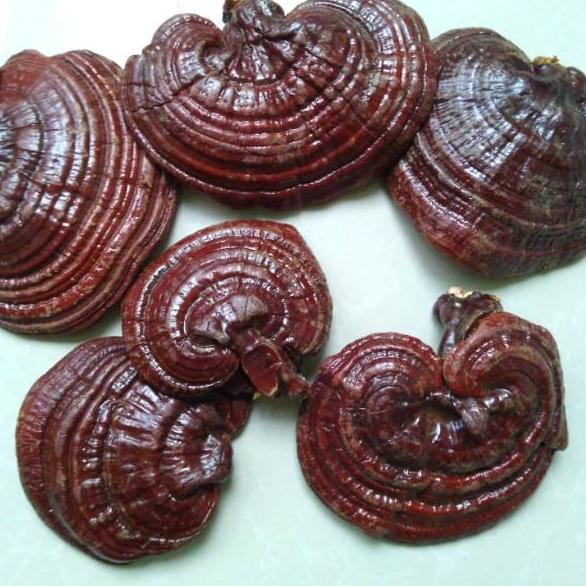 

➢ r Lingzhi Asli 500gr / r Ling zhi Asli Ω