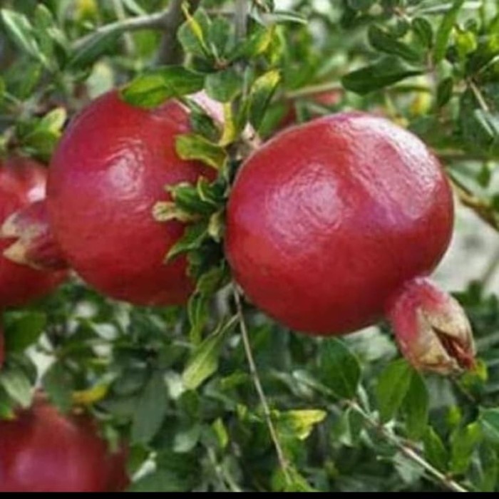 BIBIT TANAMAN BUAH MERAH DELIMA - MERAH DELIMA