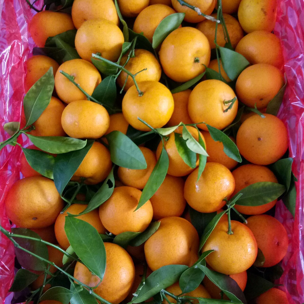 

Jeruk Santang Impor/ Santang tanpa biji/ Buah Segar