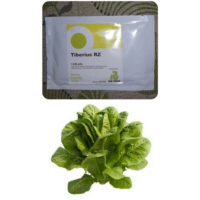1000 pills Benih Tiberius RZ Cos Lettuce Romaine Rijk Zwaan, ori pack