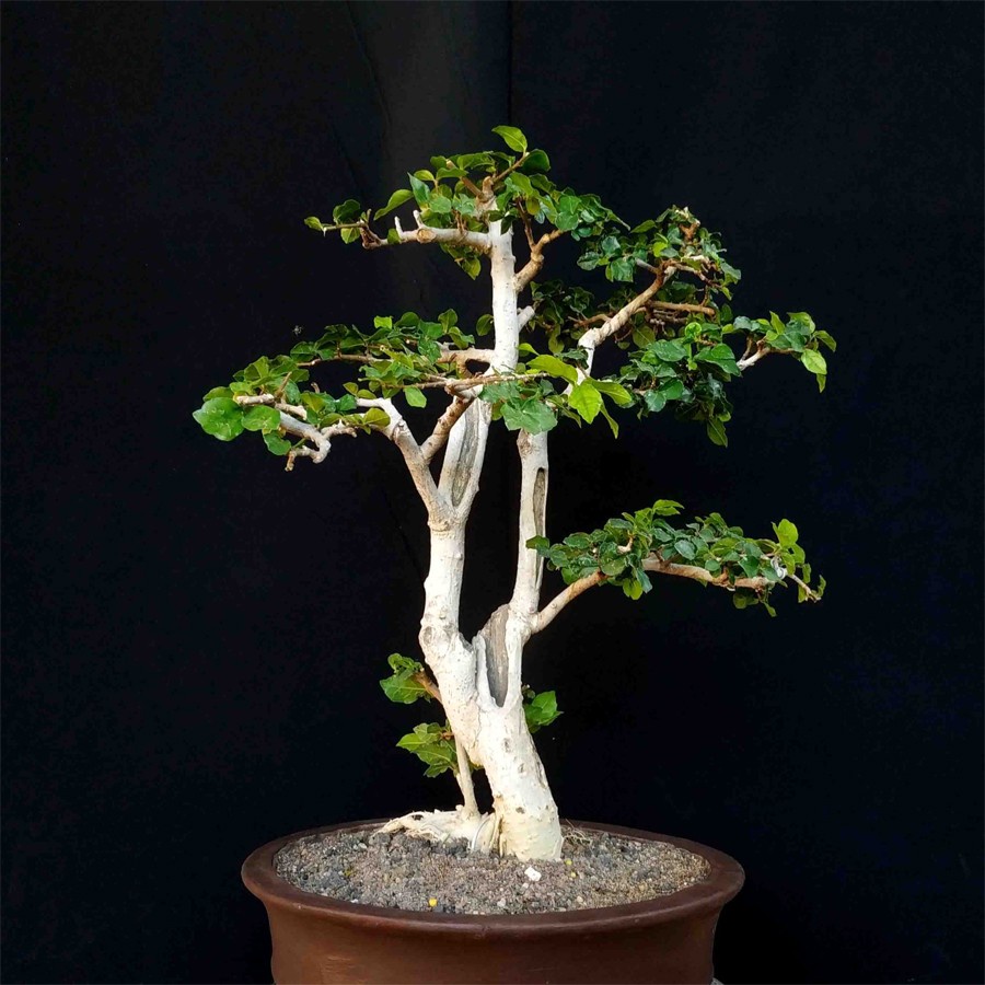 Bonsai Bonsae Mame Serut 001