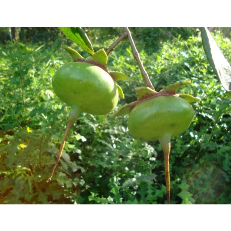 

BUAH PEDADA {SONNERATIACEACE}