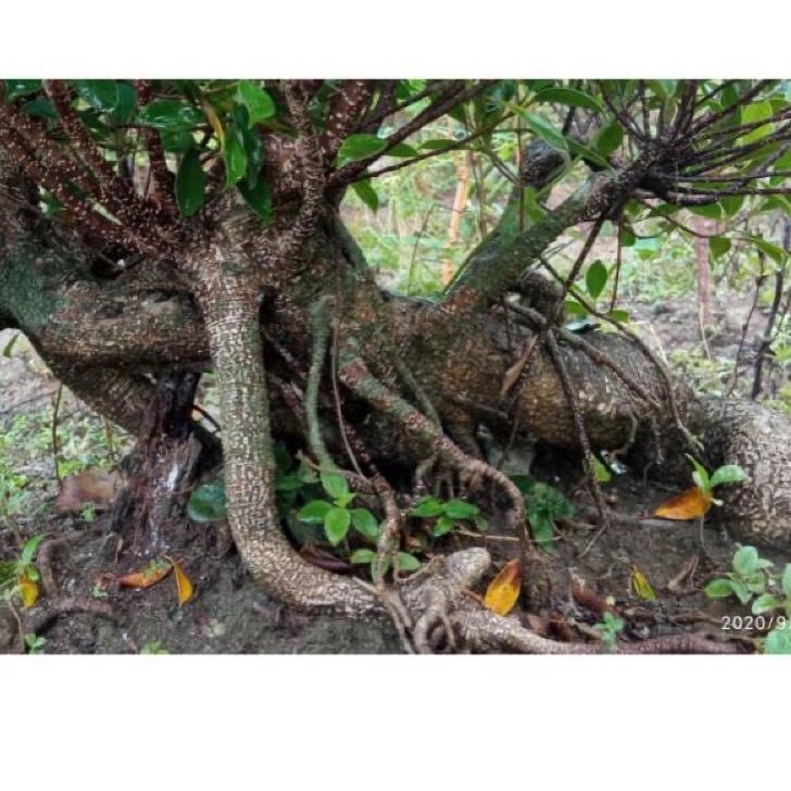 

Paling dicari bonsai kimeng super prospek