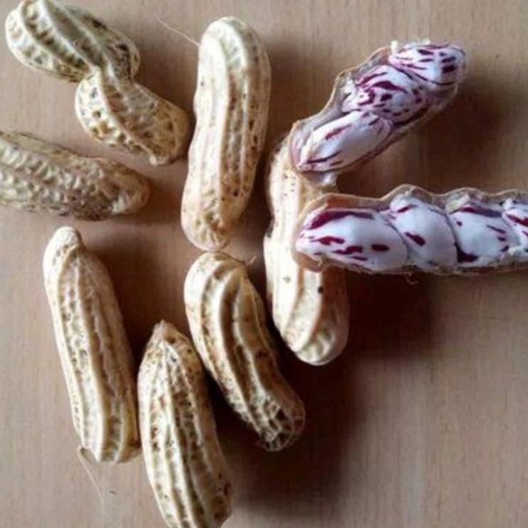 

Pasti Untung0r5Qf kacang tanah basah/kacang madu/kacang lurik/kacang super fresh 500gr