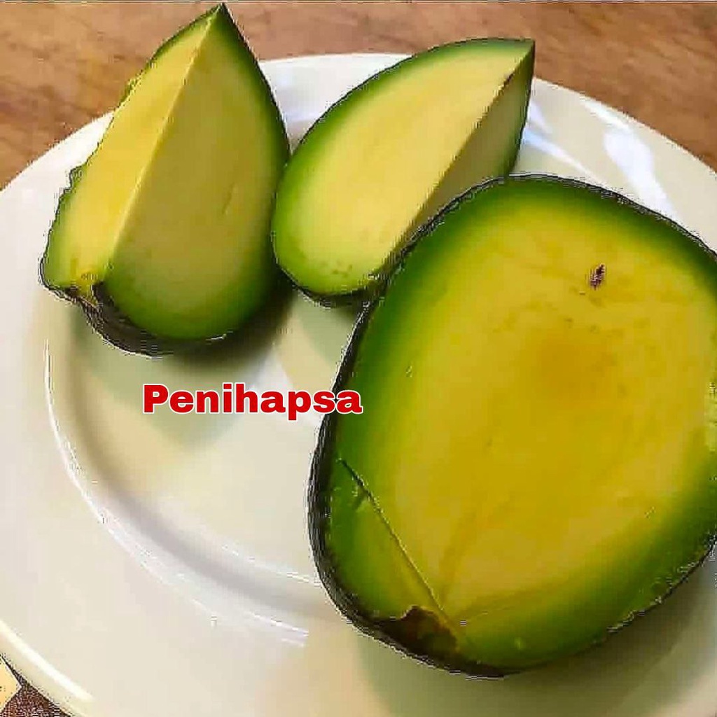 Bibit Alpukat Non Biji Asli Okulasi Cepat Berbuah