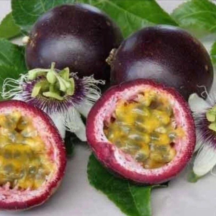 Bibit pohon buah markisa ungu/tanaman buah markisa ungu MM