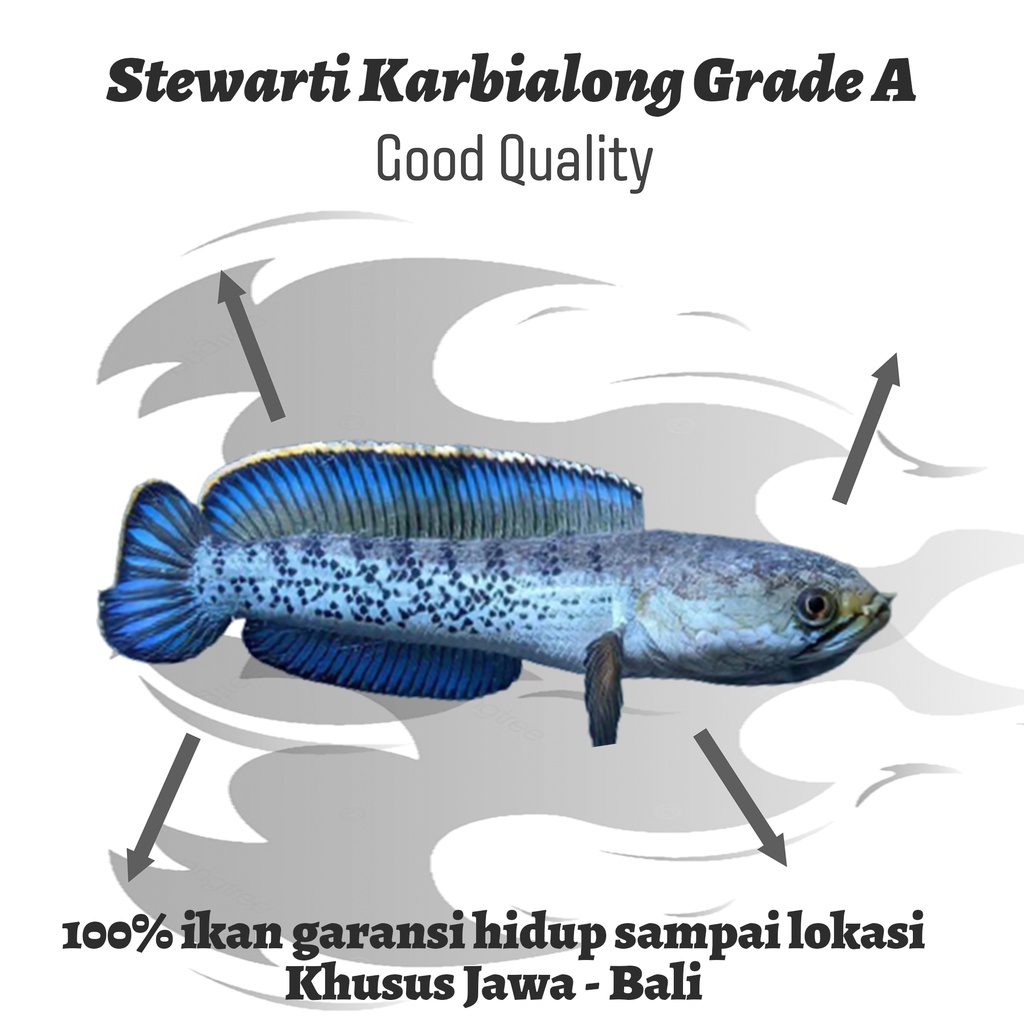 Stewarti Karbialong