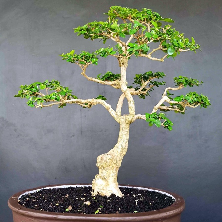 Bonsai Bonsae Sancang Premna Microphylla 001
