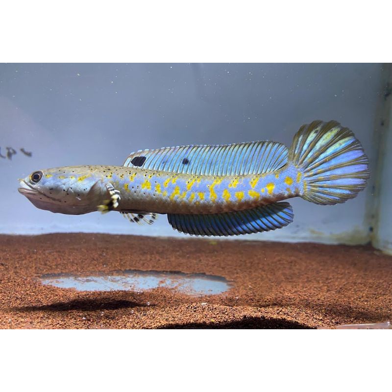 Gabus hiasan C. pulchra