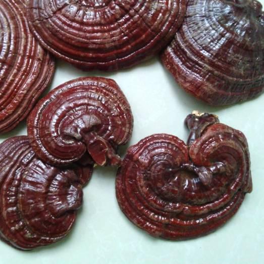 

۞ r Lingzhi Asli 500gr / r Ling zhi Asli ➣