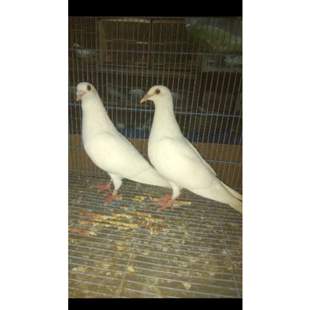 BURUNG MERPATI POS PUTIH SEPASANG DEWASA READY