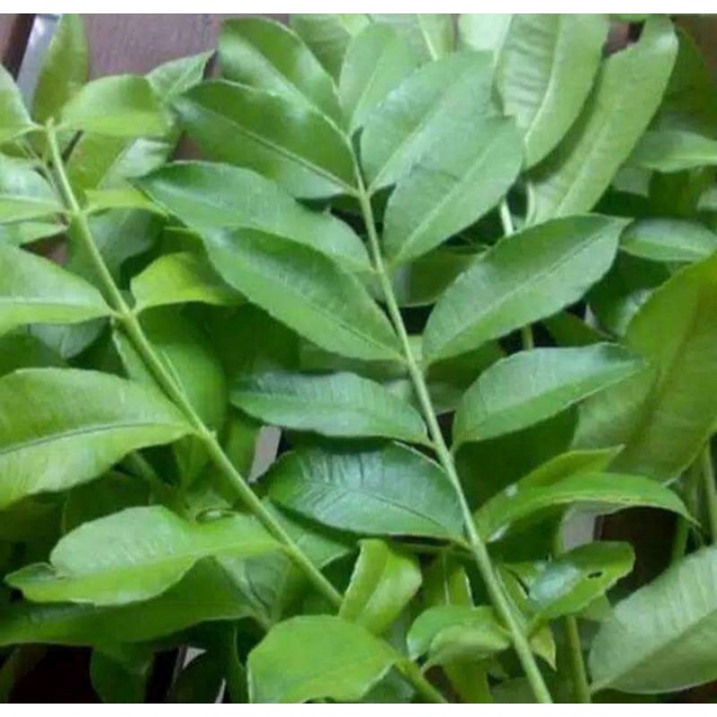 

Daun kedondong segar perlembar grosir di ambil dadakan