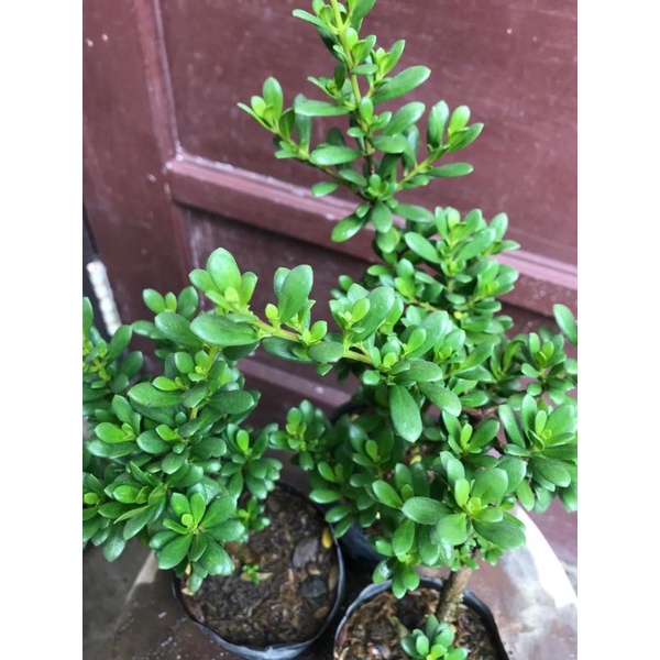 (dpt 2 pohon)Santigi mawar mikro