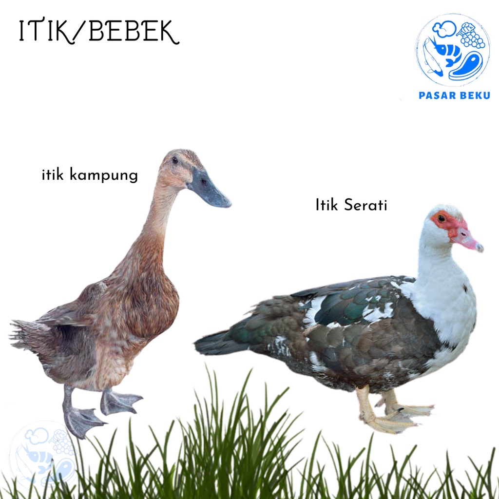 

Itik/Bebek Potong Per Ekor Itik Kampung dan Itik Serati Pasar Beku Padang
