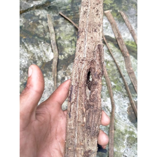 Herbal akar cawat hanoman anti deabetes dan banyak manfaat lainnya