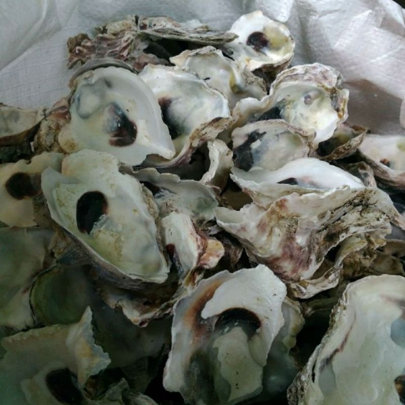 cangkang Kerang ( Oyster )