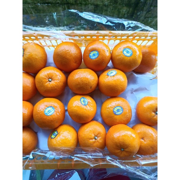 

Jeruk Wogan Fresh Import