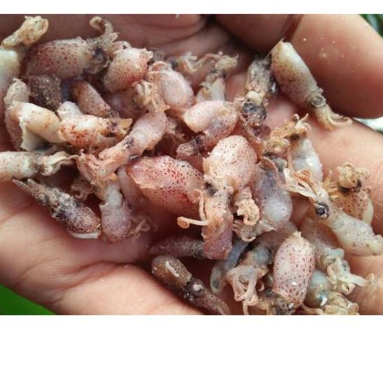 

➮ Bayi bayi cumi 500gr-Baby cumi uk 0,5-5cm ☇