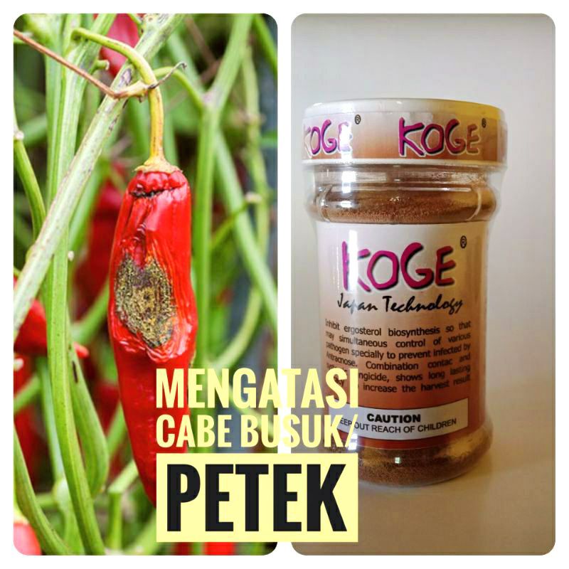OBAT PERTANIAN KOGE 100 gram - ATASI BUSUK BUAH CABE