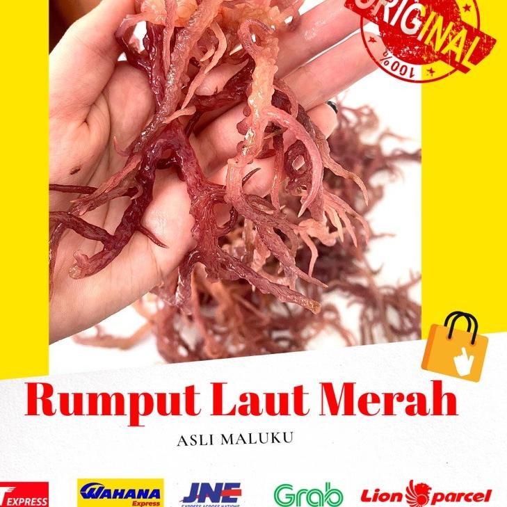 

♠ 1 KG RUMPUT LAUT MERAH KERING ( Eucheuma cotoni) sea birdnest kualitas premium no 1 dijamin 100% asli ♩