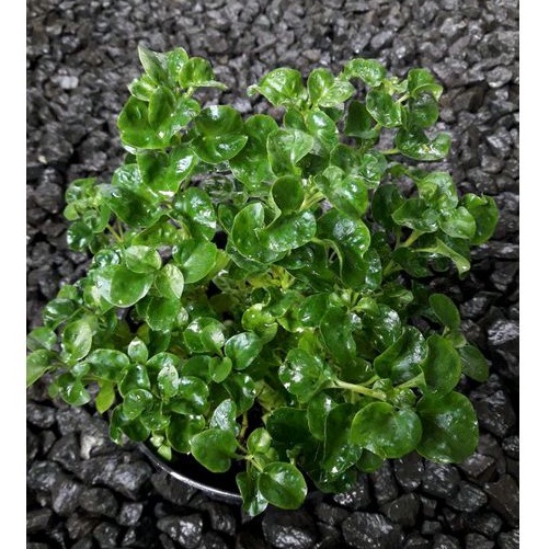 Bayam Brazil hidup berakar/ sayur bayam brazil