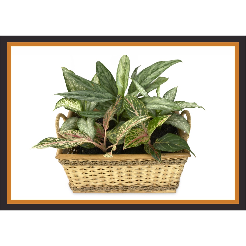 [15] Foto Cetak Bunga Aglonema Cantik  + Pigura Big Size 65 x 45 cm