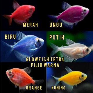 Image of Tetra glofis murah terlaris ikan Hias warna warni ik4n HIAS MURAH CANTIK