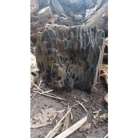 Kayu Rentek